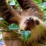 7 Adaptasi Unik yang Dimiliki Kungkang