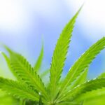 BNNP Sebut 80 Ribu Warga Aceh Terpapar Ganja. Bahaya Narkoba Jenis Marijuana Ini