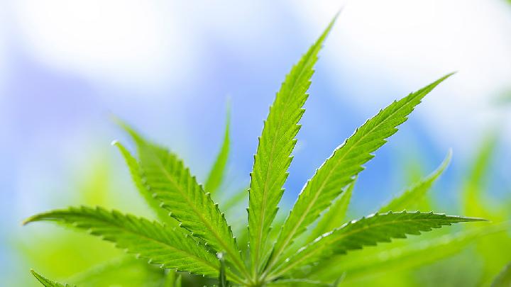 BNNP Sebut 80 Ribu Warga Aceh Terpapar Ganja. Bahaya Narkoba Jenis Marijuana Ini