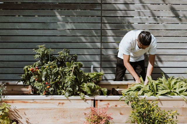 9 Sayuran Paling Mudah Diperlakukan dan Ditanam Di Kebun Rumah!