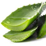 10 Tanaman Obat yang Dapat Ditanam di Halaman Rumah Anda!